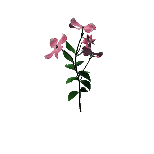 Flower Cornus Florida2.2